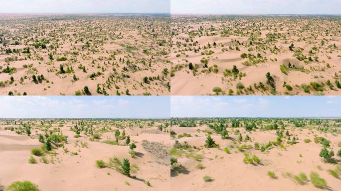 独贵塔拉库不齐沙漠植被治理航拍5.1K
