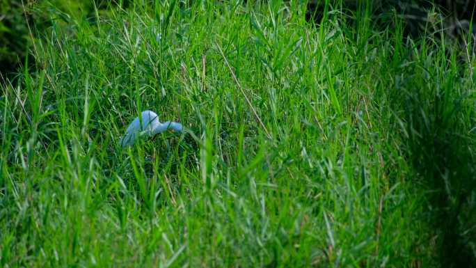 草丛中的白鹭