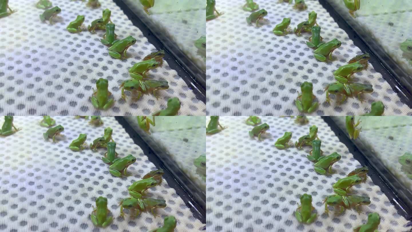 姥爷树蛙跳蛙宠物青蛙 (3)