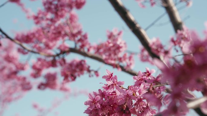 早樱 河津樱 樱花 春天 浪漫