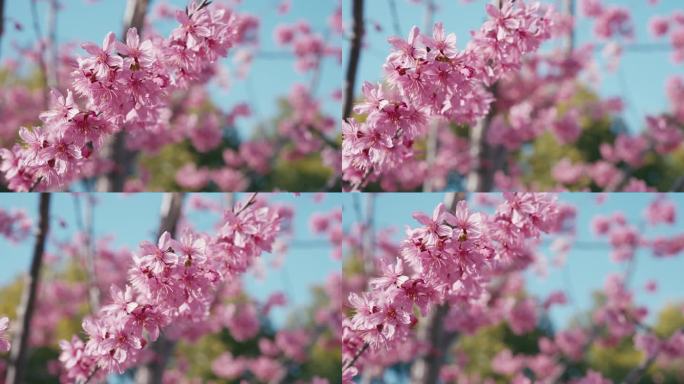 早樱 河津樱 樱花 春天 浪漫