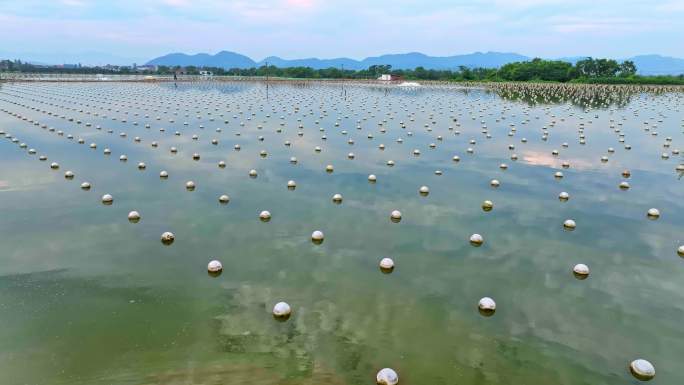 诸暨淡水珍珠养殖产业基地