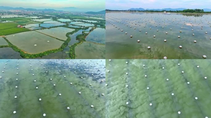 诸暨淡水珍珠养殖产业基地