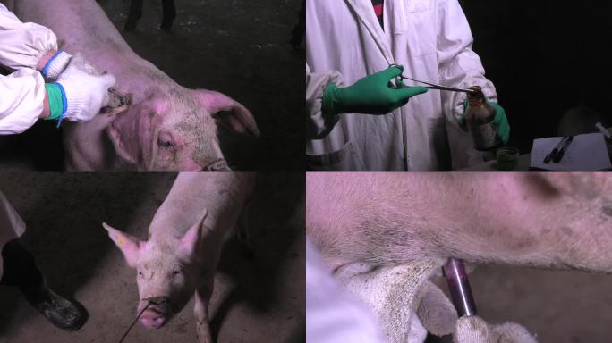 兽医 病猪保定  抽血 打针 注射疫苗