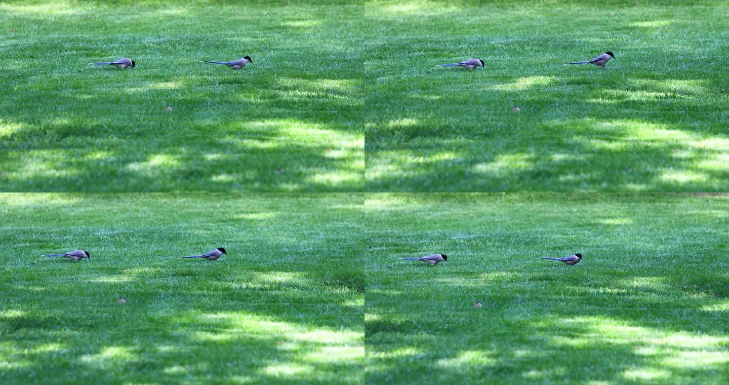 夏天灰喜鹊在草地上跳跃找吃的
