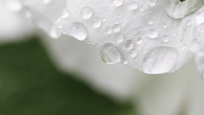 雨天花上的水滴特写