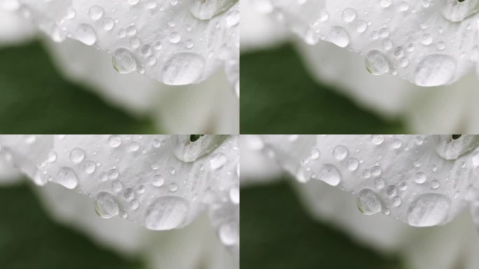 雨天花上的水滴特写