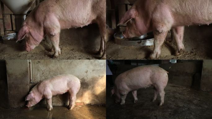 育肥猪 隔离病猪 前肢关节肿胀 跛行