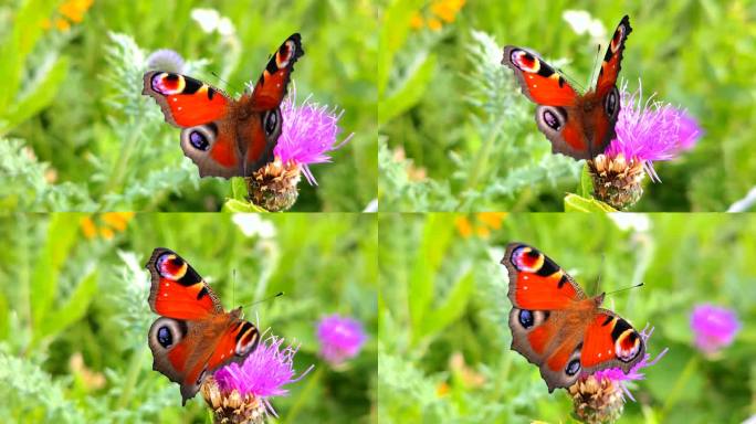 有着四只大眼睛的五彩斑斓的美丽蝴蝶