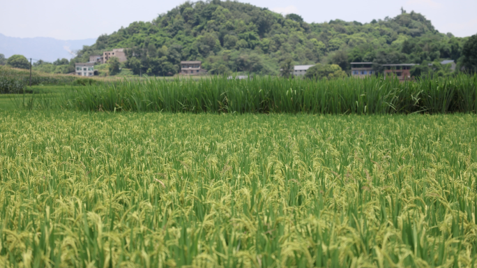 夏天乡村稻田田野