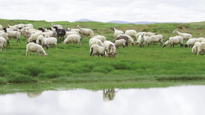 草原背景 风吹草低见牛羊 羊 实拍