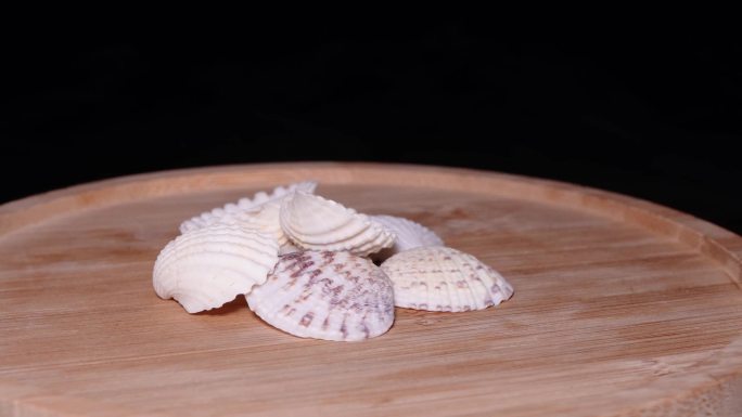 海洋生物雪蛤文贝蛤蜊 (3)