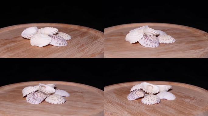 海洋生物雪蛤文贝蛤蜊 (3)