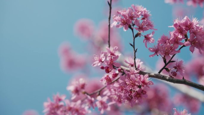 早樱 河津樱 樱花 春天 浪漫