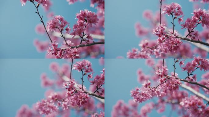 早樱 河津樱 樱花 春天 浪漫