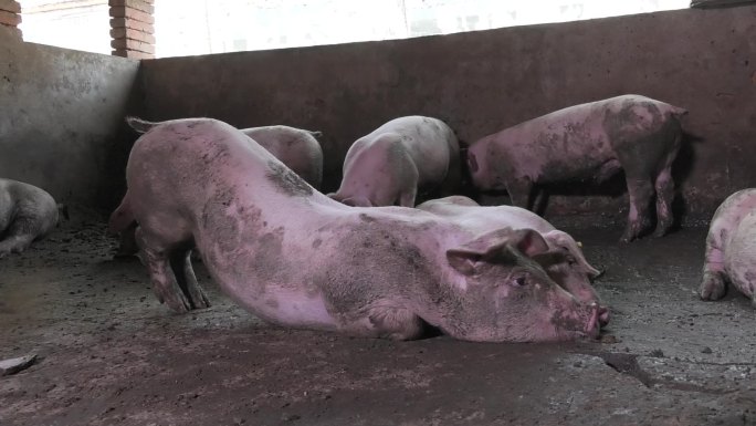 猪圈 猪群 育肥猪 脏猪 趴卧 外貌