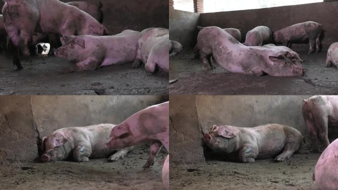 猪圈 猪群 育肥猪 脏猪 趴卧 外貌