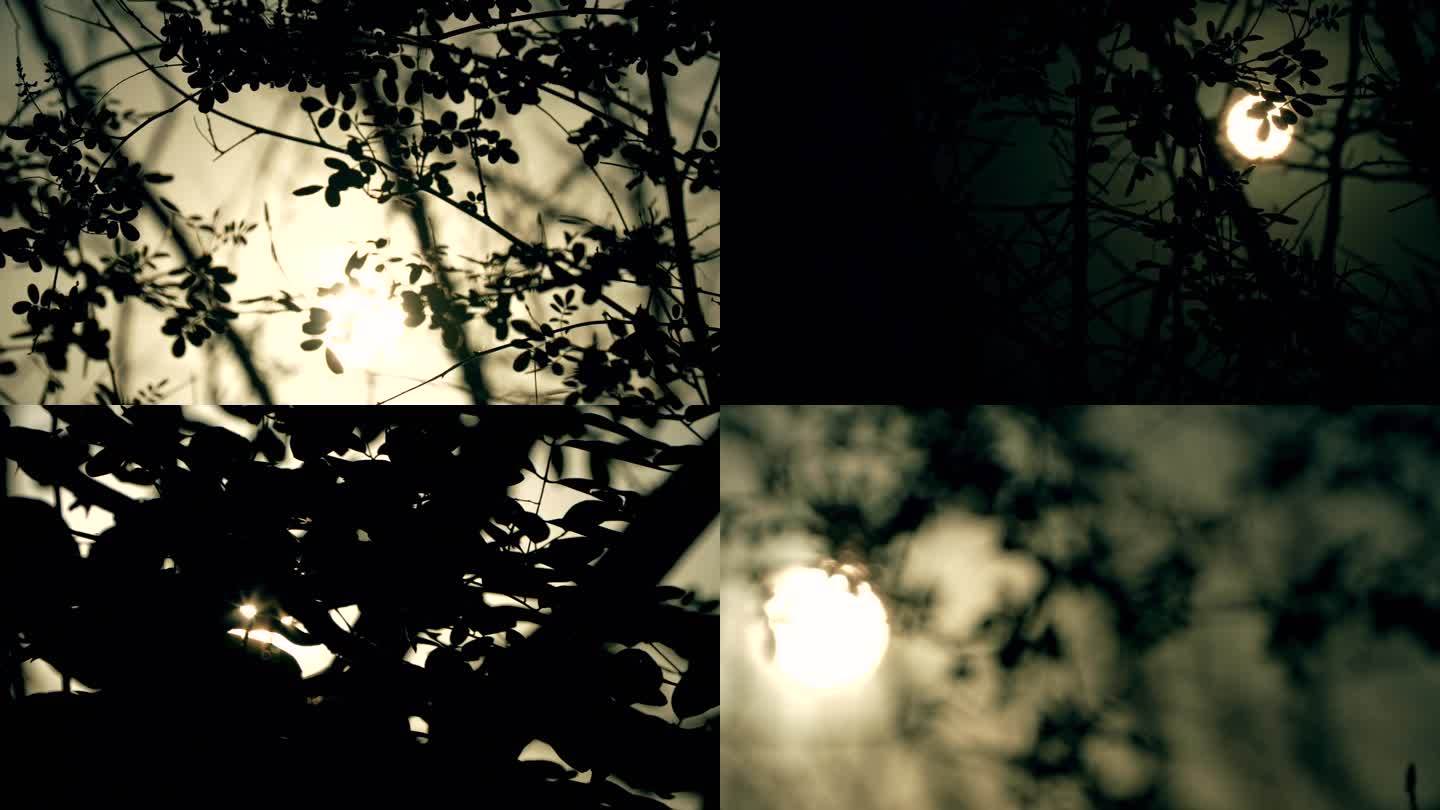 树木移动光影_车窗外树影_视频素材下载_编号:24561699_光厂(VJ师网) www.vjshi.com