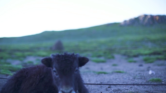 青藏高原 放牧 牦牛 牛群 草原牛 黑牛