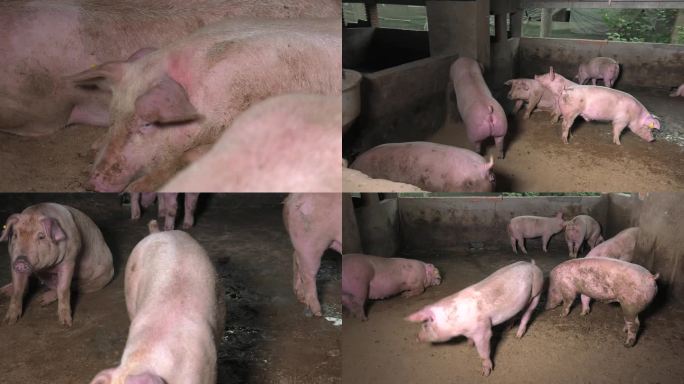 猪群 育肥猪 外貌 爬跨 病猪 耳后肿包
