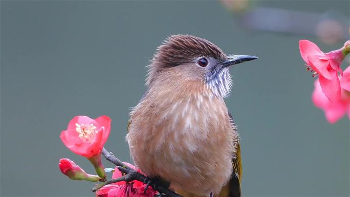 花鸟视频素材_02