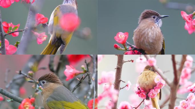 花鸟视频素材_02