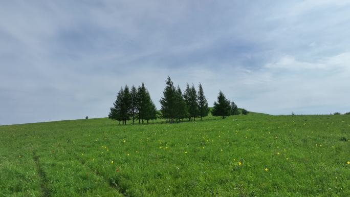 绿色牧场山花盛开的草甸