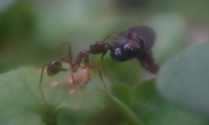 微距拍摄蚂蚁觅食蚂蚁搬运食物微生物昆虫