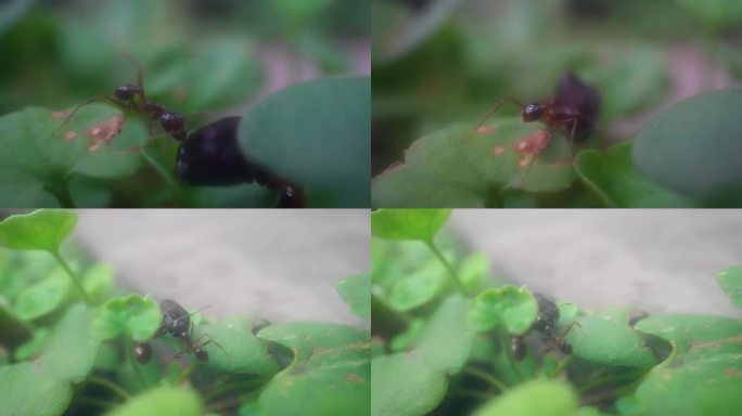 微距拍摄蚂蚁觅食蚂蚁搬运食物微生物昆虫