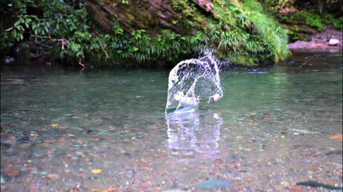 清澈溪流河水打水漂溅起水花自然风景素材