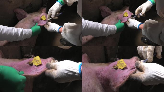兽医 病猪 保定 消毒 耳朵上静脉抽血
