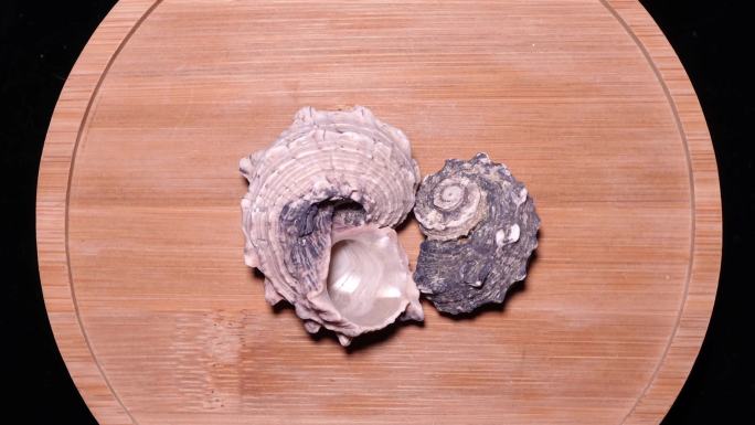 毛螺海螺贝壳 (2)
