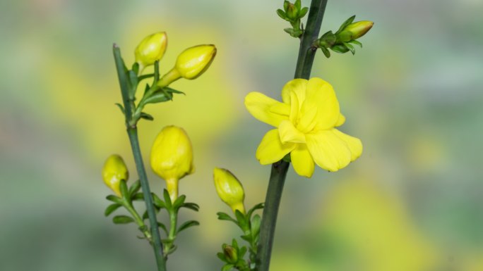 迎春花开花延时摄影