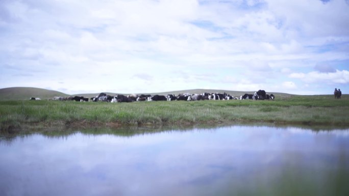 家畜 草原 高原 草地 牦牛 牦牛吃草