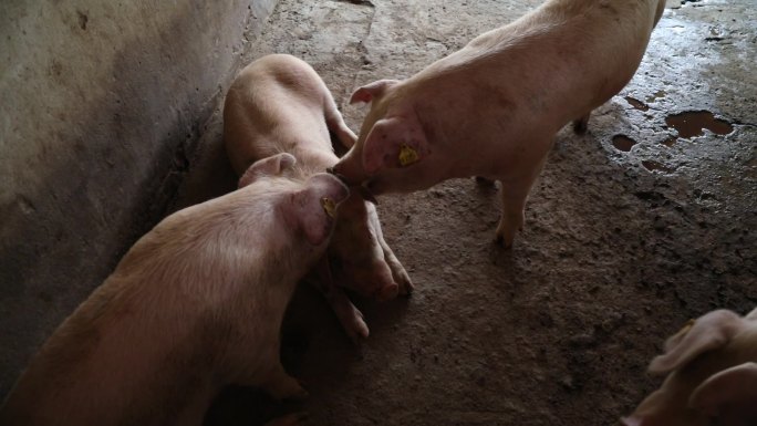猪圈 猪群 育肥猪 白猪 睡觉 运动