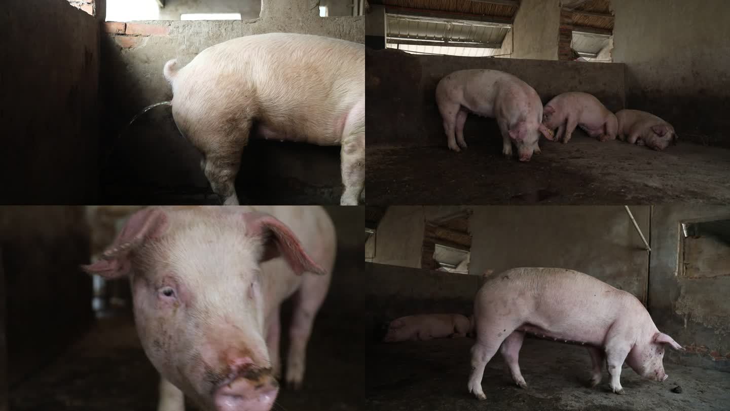 猪圈 猪群 育肥猪 白猪 撒尿 外貌特征