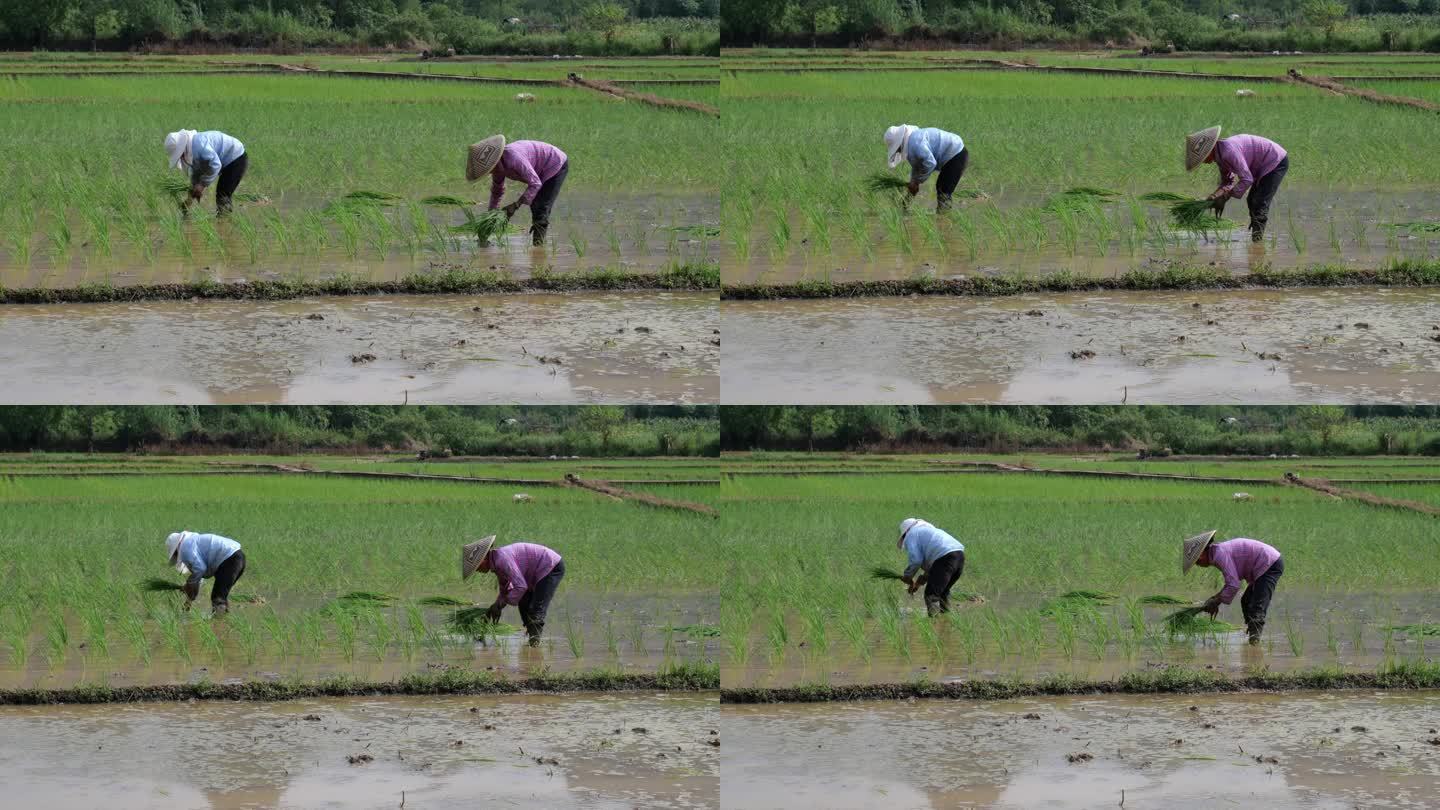 田野里耕种种地种田水稻