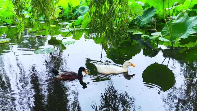 池塘里的鸭子戏水的鸭子鹅