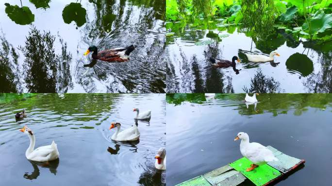 池塘里的鸭子戏水的鸭子鹅