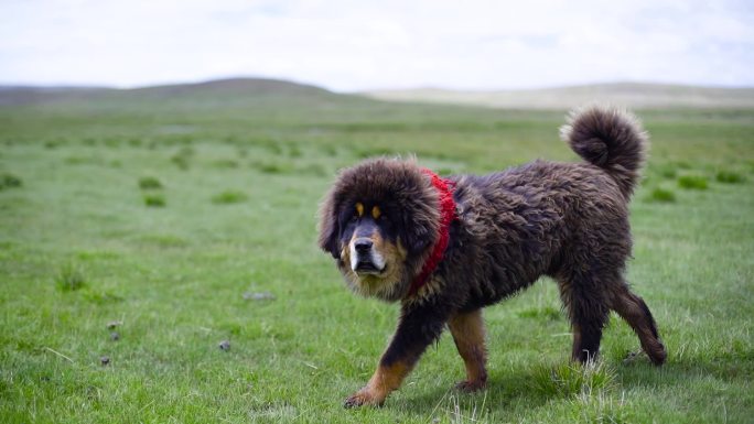 年幼的藏獒 牧民的藏獒 养狗 纯种藏獒