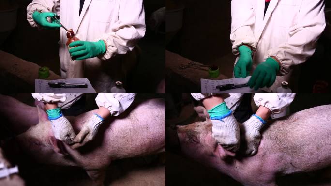 兽医 病猪 消毒 抽血 打针 注射疫苗