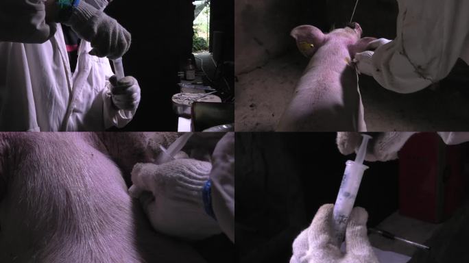 兽医 病猪 保定 打针 注射灭活疫苗