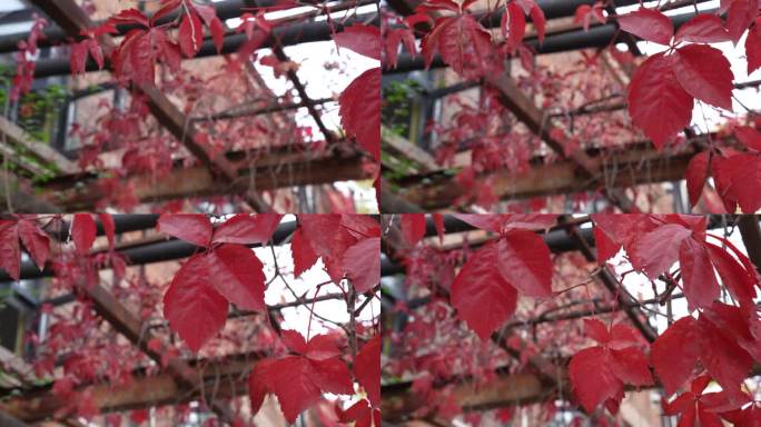 红叶秋天微风屋后