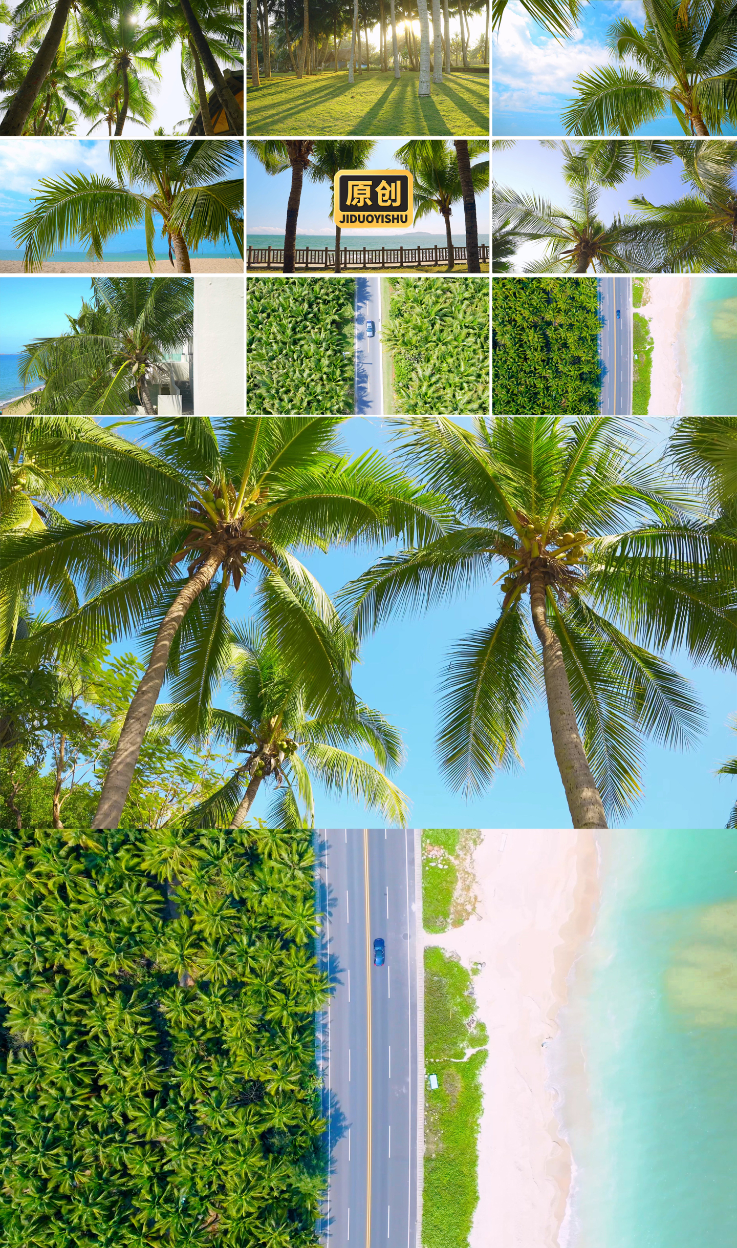 夏天海边椰子树椰树