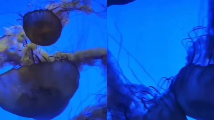 水族馆水母图片漂亮海洋生物