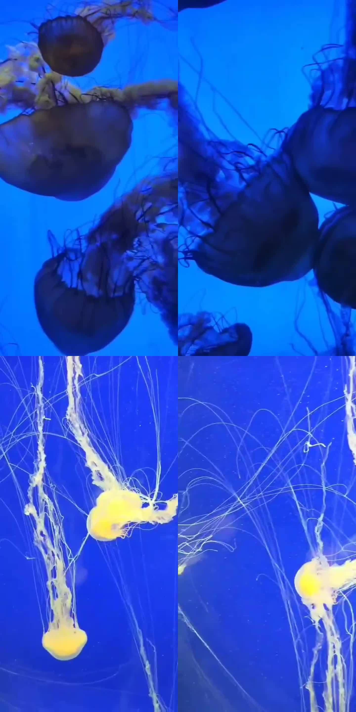 水族馆水母图片漂亮海洋生物