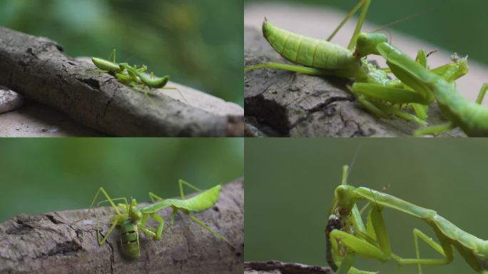 螳螂互食同类