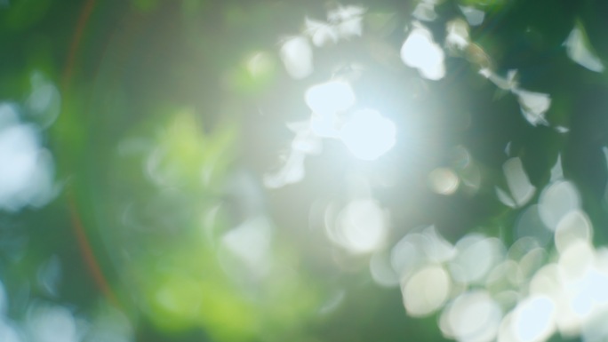 早晨阳光树荫光影阳光树叶逆光立夏树叶光影