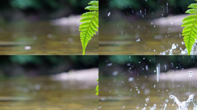 小溪里水滴落在叶子上 小清新 雨滴