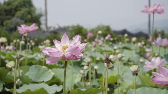 高清荷花